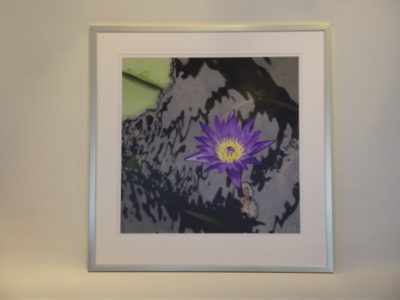 PURPLE WATER LILY