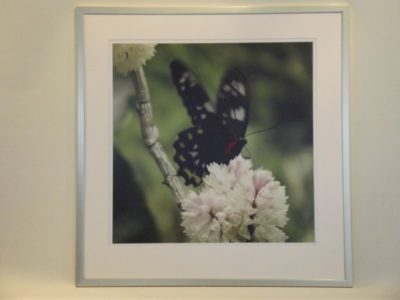 BUTTERFLY ON FLOWER
