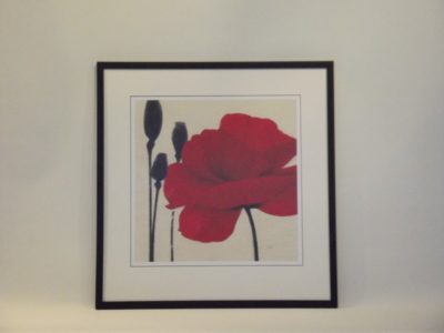 POPPY IN A BLACK FRAME