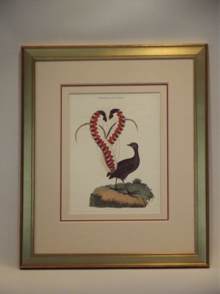 LYRE BIRD