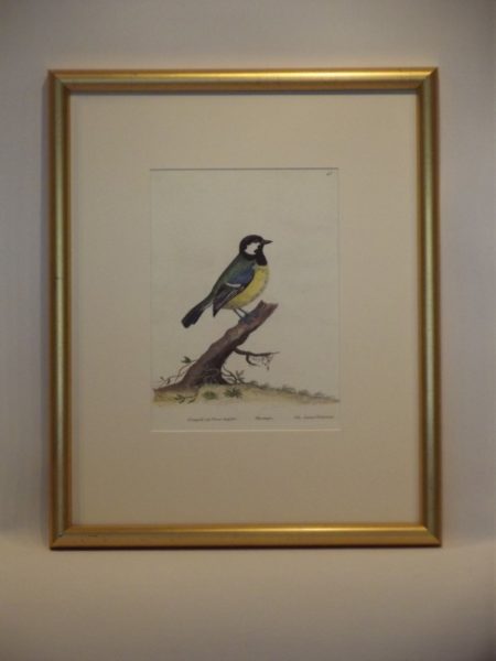 THE OX-EYE TITMOUSE