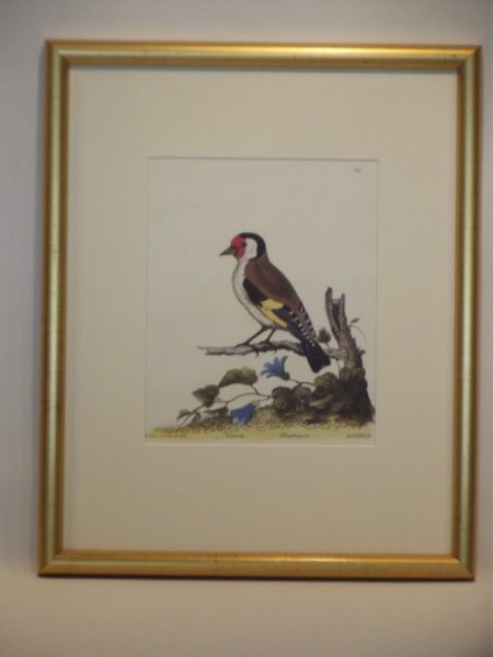 GOLDFINCH